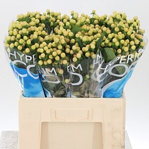 K33532_127215_60_0_70_588_100_H_1-8 Hypericum Coco Gelato krémovej farby