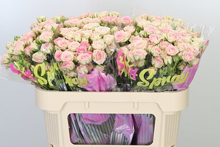 K33891_104774_70_75_998_60_H_1-1 R Tr Creamy Twister