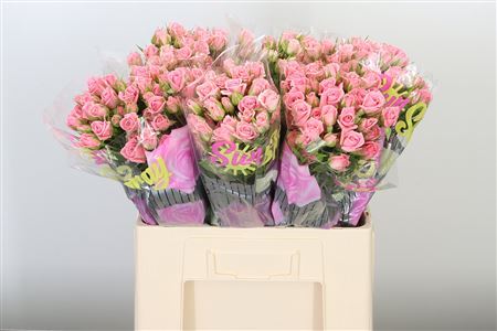 Ruža Odilia 50 cm
