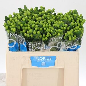 K34012_113772_50_0_60_588_100_H_1-4 Hypericum Coco Bamboo Green