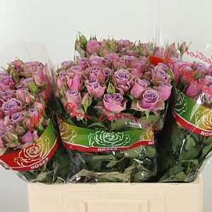 K34423_130834_60_H_1-5 Karafiát Di St Mix Purple 65 cm