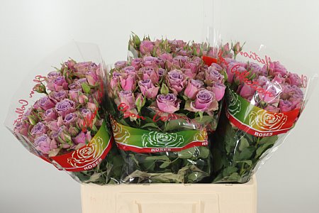 K34423_130834_60_H_1-5 Karafiát Di St Mix Purple 65 cm