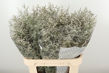 K39931_2980_80_50_23_998_50_H_1-8 Limonium Misty Blue 80 cm