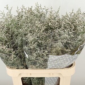 K39931_2980_80_50_23_998_50_H_1-9 Limon Misty White