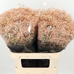 Gypsomilka Million Apricot farbená 80 cm