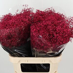 K39931_4825CE_80_0_0_998_50_H_1-10 Gypsophila Dyed Million Cerise 80 cm v sýtej ružovej farbe