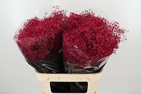 K39931_4825CE_80_0_0_998_50_H_1-10 Gypsophila Dyed Million Cerise 80 cm v sýtej ružovej farbe