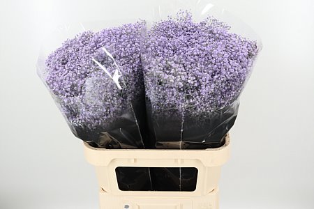 K39931_4825MI_80_0_0_998_50_H_1-9 Gypsomilka farbená Million Milka 80 cm