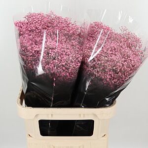Gypsomilka Dyed Million Pale Pink 80 cm