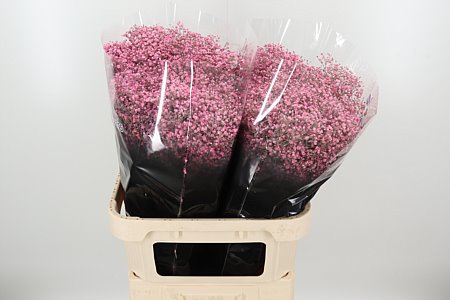 K39931_4825NP_80_0_0_998_50_H_1-8 Gypsomilka Dyed Million Pale Pink 80 cm