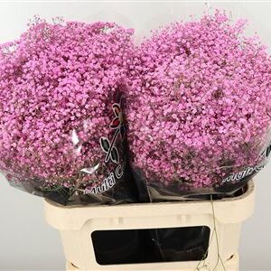 K39931_4825PLD_80_0_0_998_50_H_1-11 Gypsophila Dyed Million Pink Lady ružová 80 cm