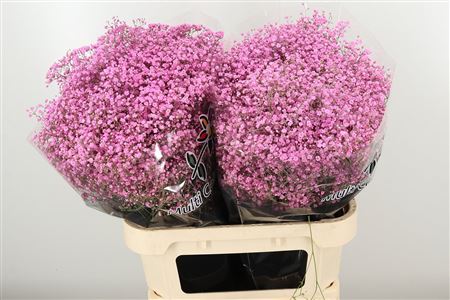K39931_4825PLD_80_0_0_998_50_H_1-8 Gypsophila Dyed Million Pink Lady ružová 80 cm