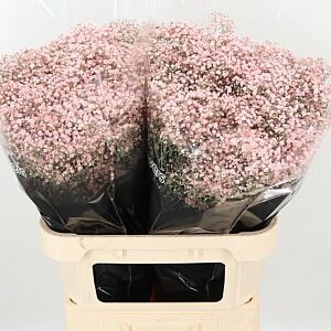Gypsomilka Dyed Million Pale Pink 80 cm