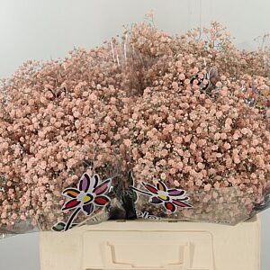 K39931_4825XAPR_60_0_0_588_100_H_1-78 Gypsophila Dyed Xlence Apricot 60 cm