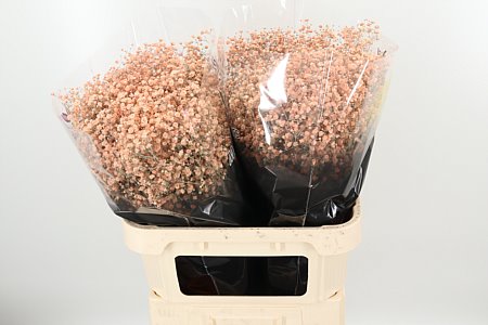Gypsophila Dyed Xlence Apricot 60 cm