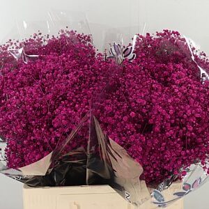 Gypsophila Dyed Xlence Cerise 80 cm sýto ružová