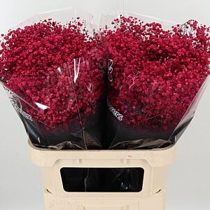 K39931_4825XCE_80_0_0_998_50_H_1-38 Gyps Dyed Xlence Cerise