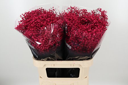 Gypsophila Dyed Xlence Cerise 80 cm sýto ružová