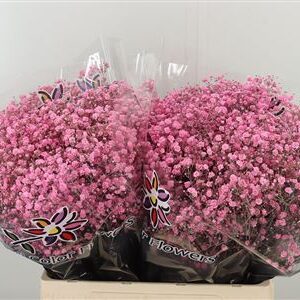 K39931_4825XNPI_60_0_0_588_100_H_1-78 Gypsofila Dyed Xlence New Pink 80 cm