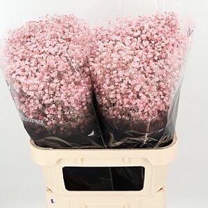 Gyps Dyed Xlence Pale Pink