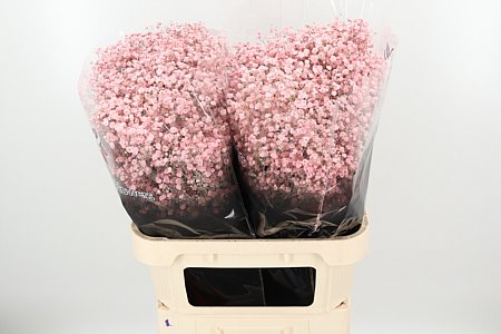 K39931_4825XPP_80_0_0_998_50_H_1-61 Gypsophila Dyed Xlence Pale Pink 60 cm