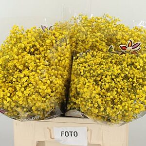 K39931_4825XYEL_60_0_0_588_100_H_1-60 Gypsophila Dyed Xlence Yellow rezaný kvet