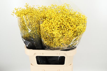 Gypsophila Dyed Xlence Yellow rezaný kvet