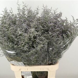K39931_576_80_50_23_998_50_H_1-6 Limonium Misty Blue 80 cm