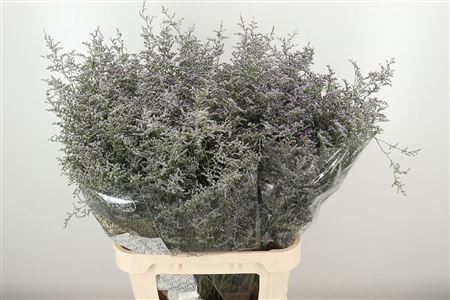K39931_576_80_50_23_998_50_H_1-6 Limonium Misty Blue 80 cm