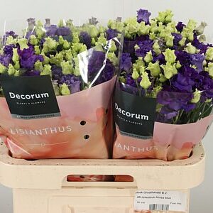 K4088_113795_60_55_23_588_50_H_1-37 Eustoma Alissa Blue 60 cm