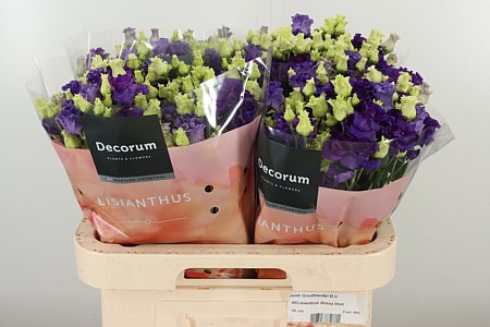 K4088_113795_70_55_23_992_40_H_1-44 Eustoma Alissa Blue 60 cm