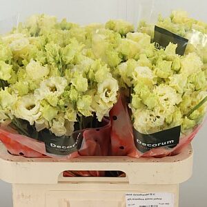 Eustoma Alissa Yellow 70 cm