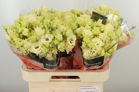 Eustoma Alissa Yellow 70 cm