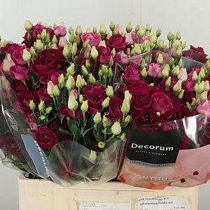 K4088_120955_60_55_23_588_50_H_1-2 Eustoma Rosita Red 70 cm
