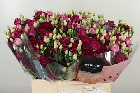 K4088_120955_60_55_23_588_50_H_1-2 Eustoma Rosita Red 70 cm