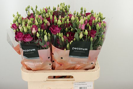 K4088_120955_70_55_23_992_40_H_1-10 Eustoma Rosita Red 70 cm