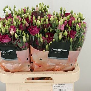 K4088_120955_70_55_23_992_40_H_1-14 Eustoma Rosita Red 70 cm