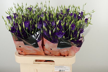 Eustoma Botanic Blue s modrými lupeňmi na dlhej stonke