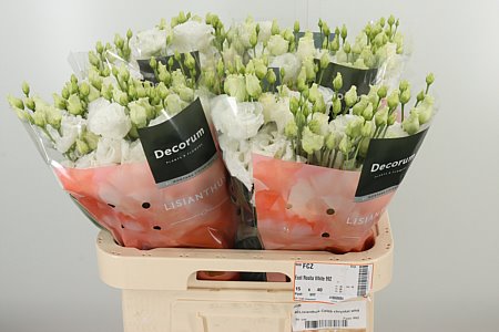 K4088_122863_70_55_23_992_40_H_1-6 Biela Eustoma Celeb Chrystal White