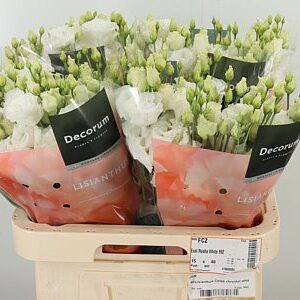 K4088_122863_70_55_23_992_40_H_1-9 Biela Eustoma Celeb Chrystal White