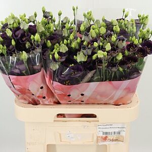 K4088_123397_70_55_23_992_40_H_1-10 Eustoma Bohemian Black Violet 70 cm tmavofialový rezaný kvet