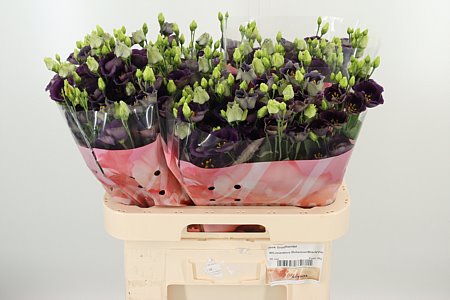 K4088_123397_70_55_23_992_40_H_1-10 Eustoma Bohemian Black Violet 70 cm tmavofialový rezaný kvet