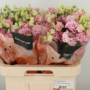 Eustoma Alissa Light Pink 70 cm