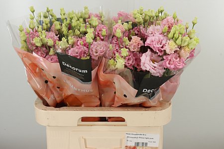 Eustoma Alissa Light Pink 70 cm