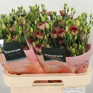 K4088_123873_70_H_1-8 Eustoma Bohemian Black Violet 70 cm tmavofialový rezaný kvet