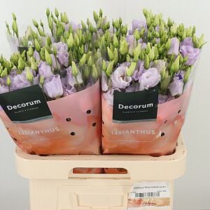 K4088_125882_70_H_1-57 Eustoma Stracciatella Lavender rezaný kvet