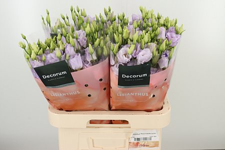 K4088_125882_70_H_1-57 Eustoma Stracciatella Lavender rezaný kvet