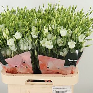 K4088_127019_70_H_1-12 Biela Eustoma Botanic White s dlhou stonkou