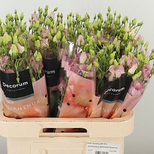 K4088_127022_70_H_1-12 Eustoma Bohemian Pink Femin s ružovými lupeňmi