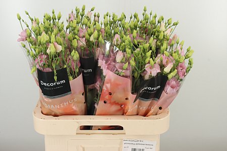 Eustoma Bohemian Pink Femin s ružovými lupeňmi